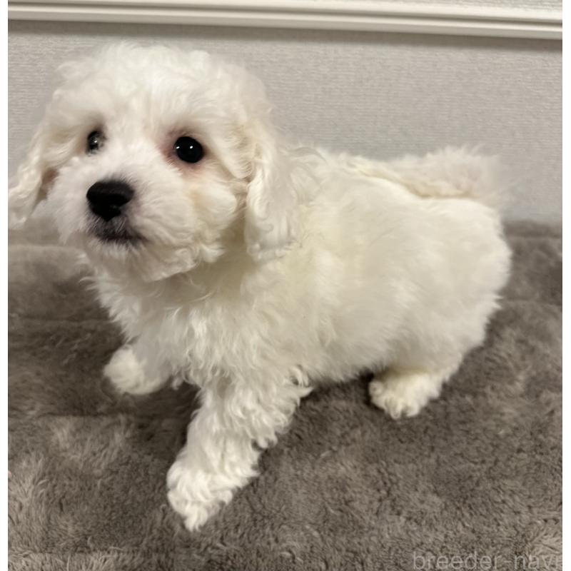 販売中の滋賀県のビションフリーゼ-438335の2枚目