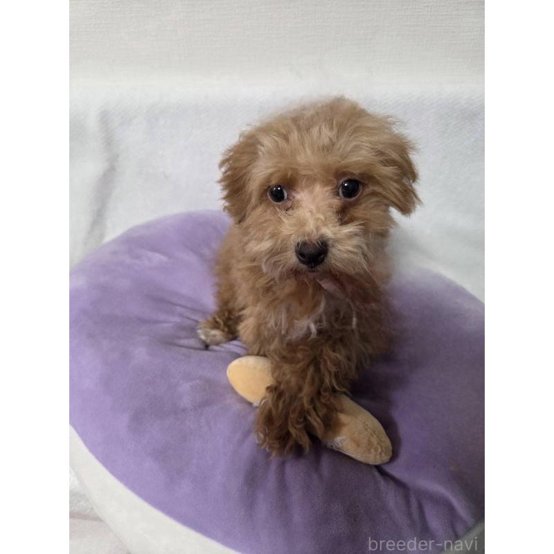 販売中の福岡県のマルプー:マルチーズ×トイプードル-414870の3枚目