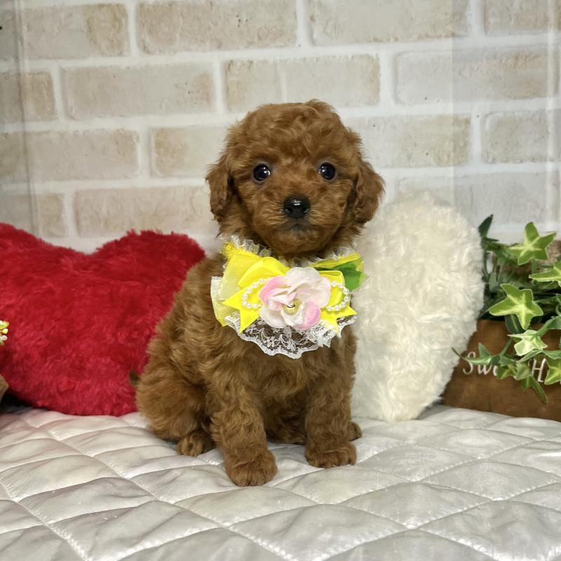 販売中の愛知県のトイプードル-433494