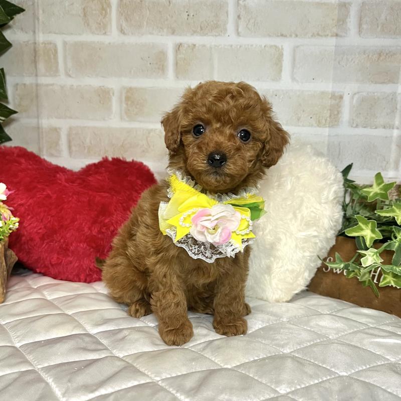 成約済の愛知県のトイプードル-433494の7枚目