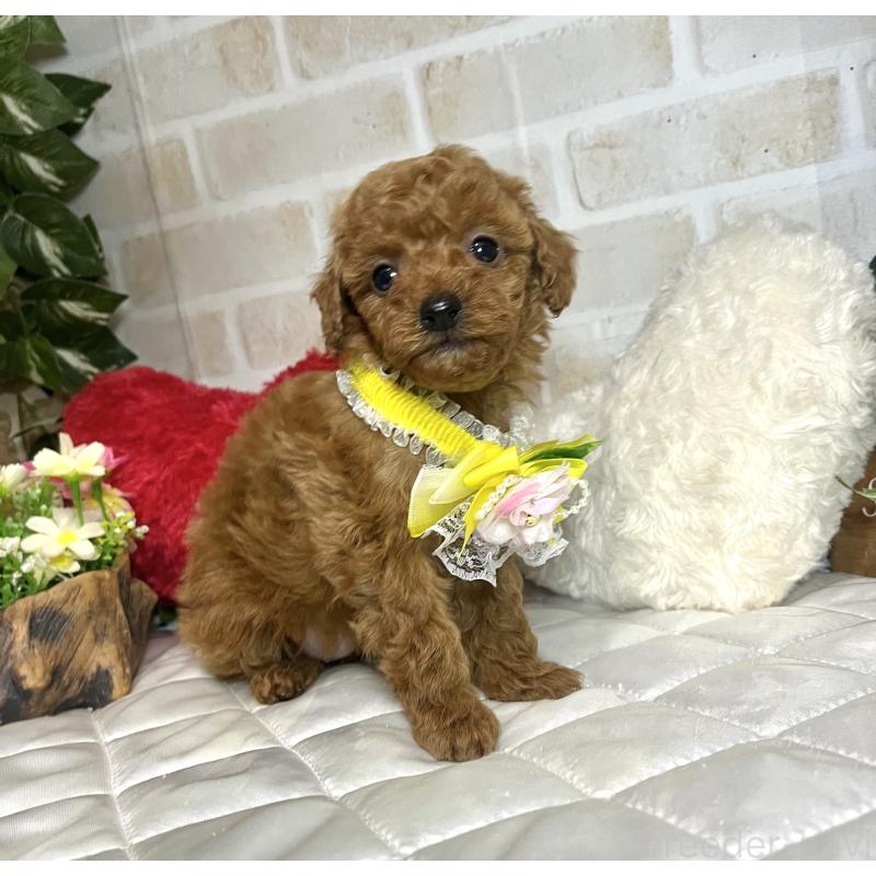 成約済の愛知県のトイプードル-433494の6枚目