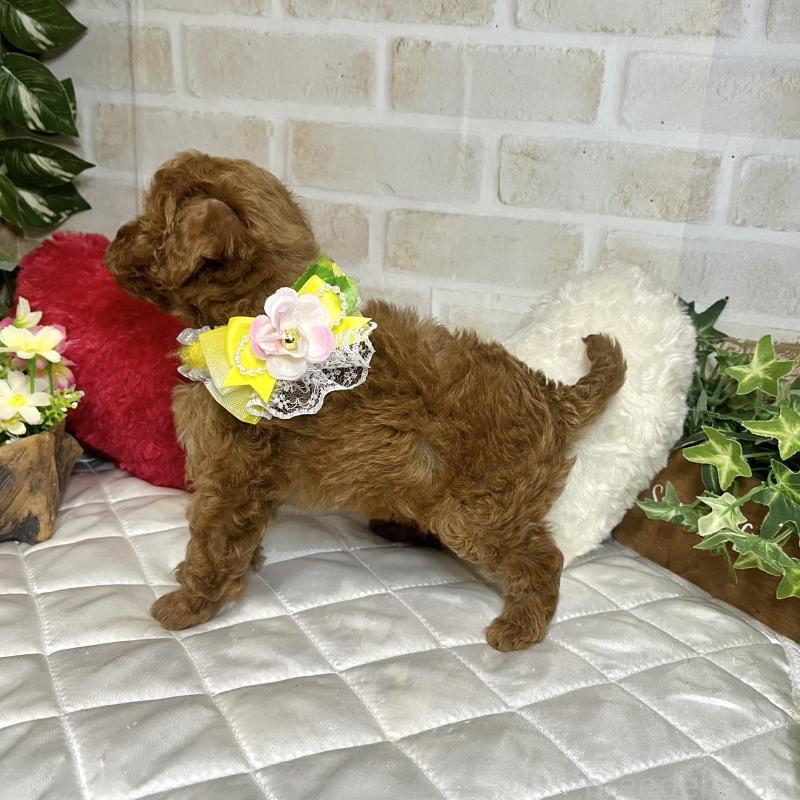 成約済の愛知県のトイプードル-433494の5枚目