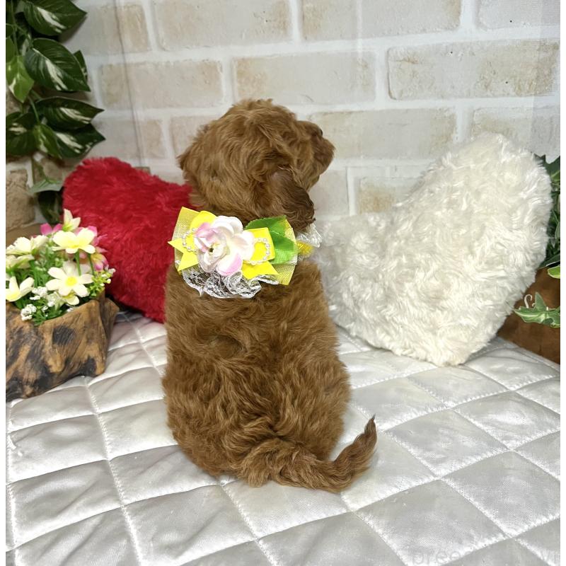 成約済の愛知県のトイプードル-433494の4枚目