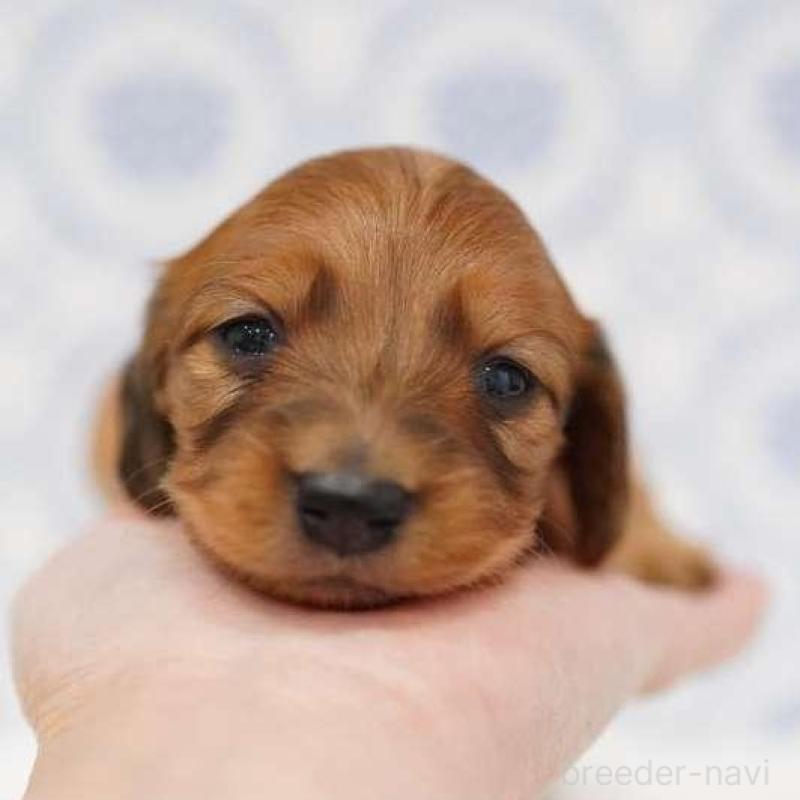 販売中の埼玉県のミニチュアダックスフンド(ロングヘアード)-438336の1枚目