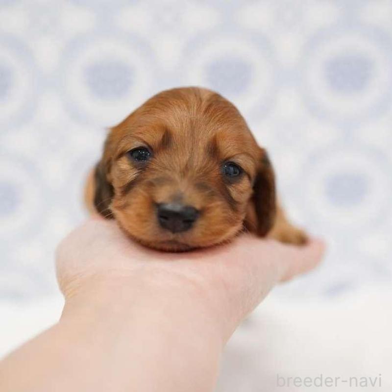 販売中の埼玉県のミニチュアダックスフンド(ロングヘアード)-438336の3枚目