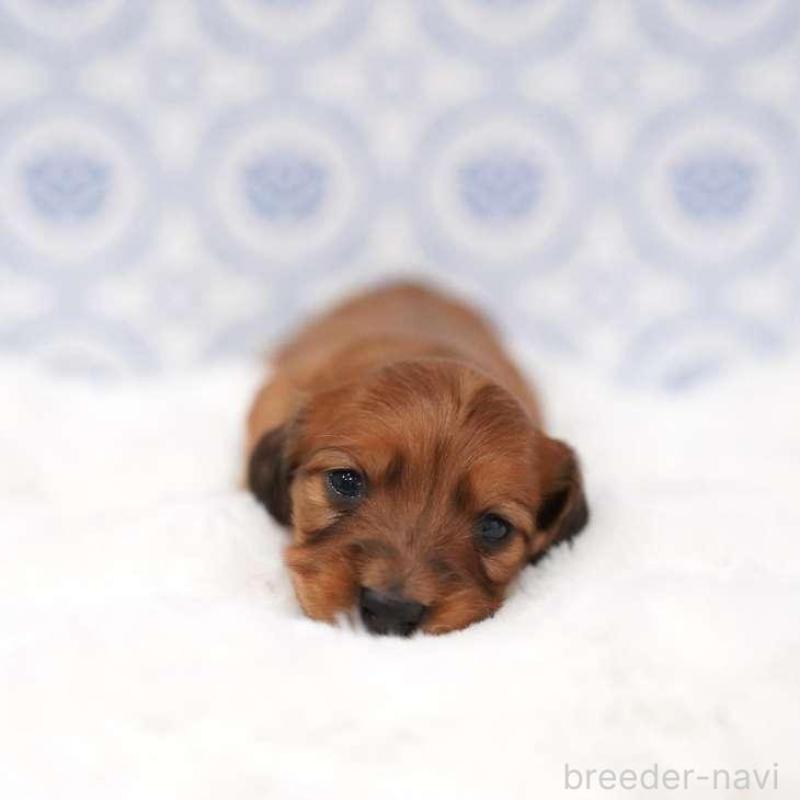 販売中の埼玉県のミニチュアダックスフンド(ロングヘアード)-438336の2枚目