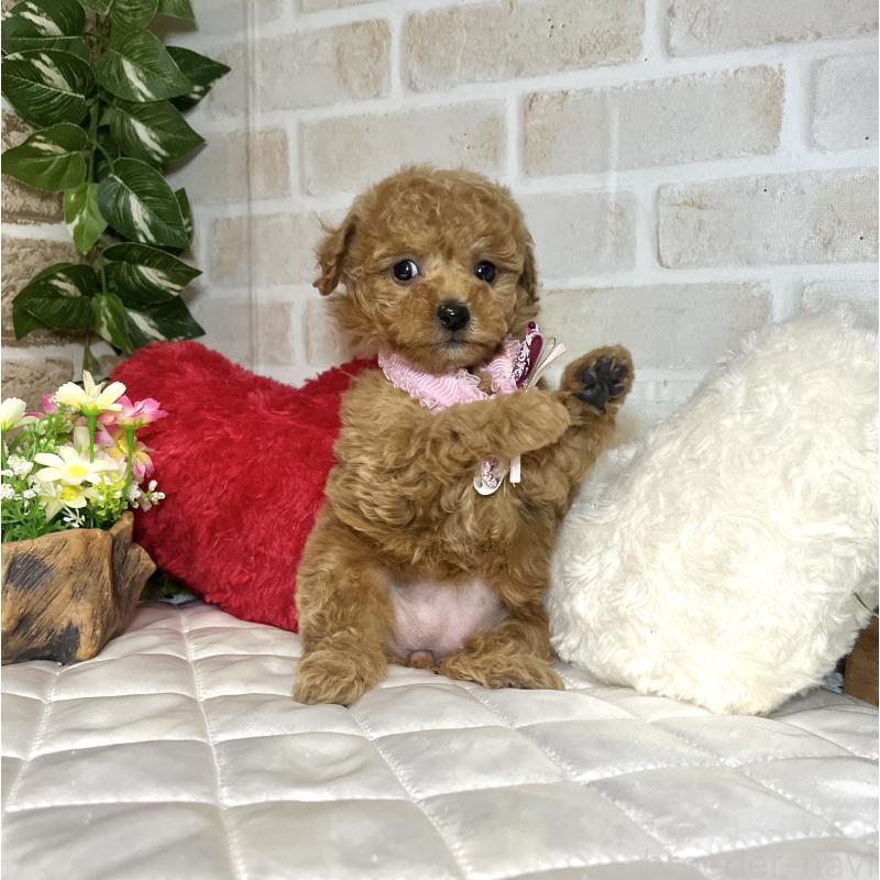 成約済の愛知県のトイプードル-433495の10枚目