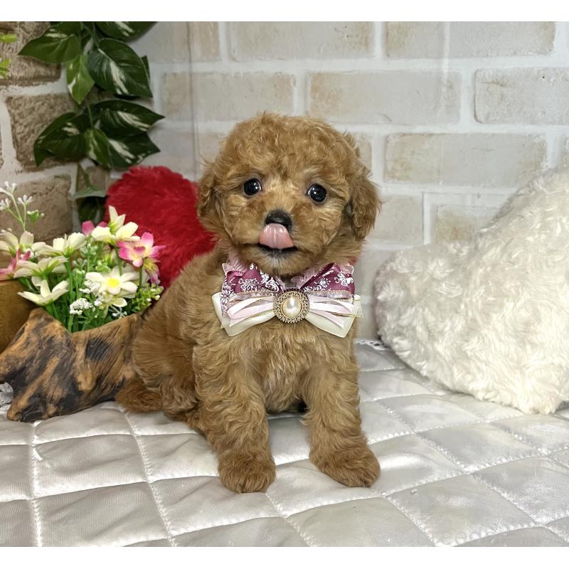 成約済の愛知県のトイプードル-433495の9枚目