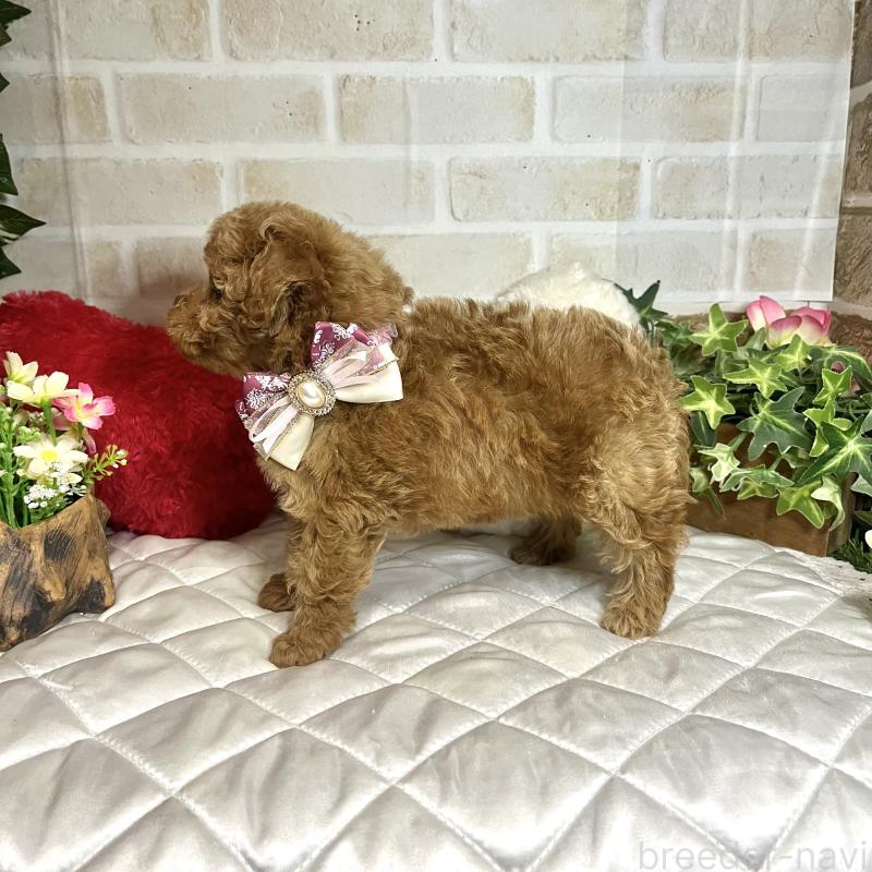 成約済の愛知県のトイプードル-433495の8枚目