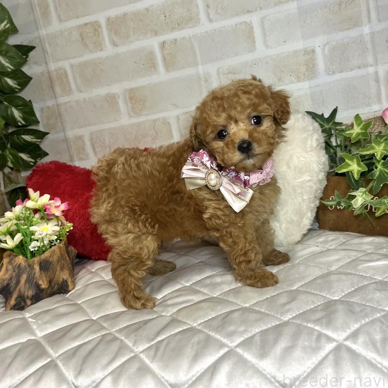 成約済の愛知県のトイプードル-433495の7枚目