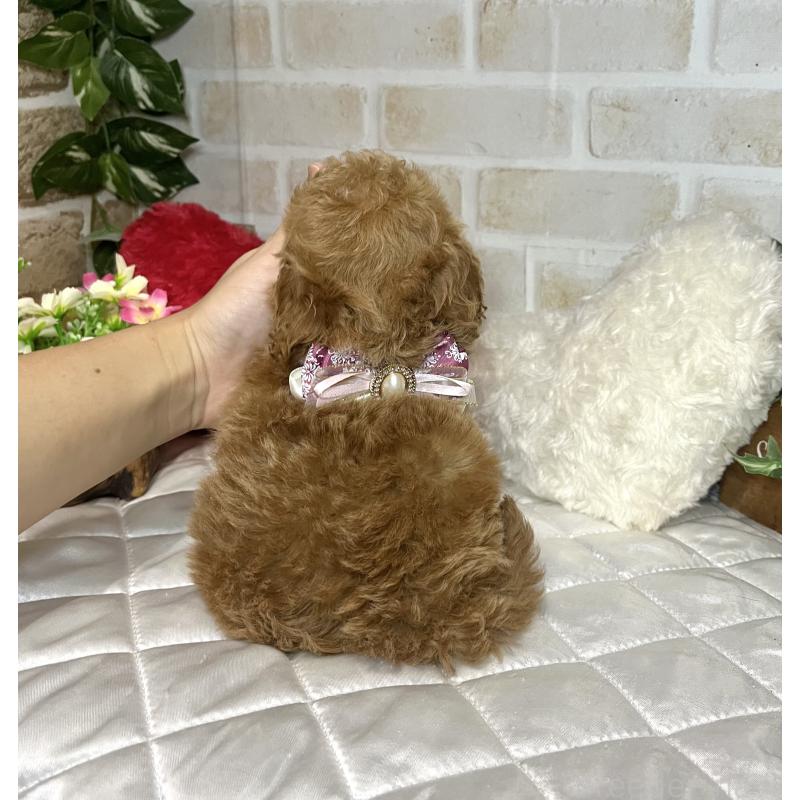 成約済の愛知県のトイプードル-433495の6枚目