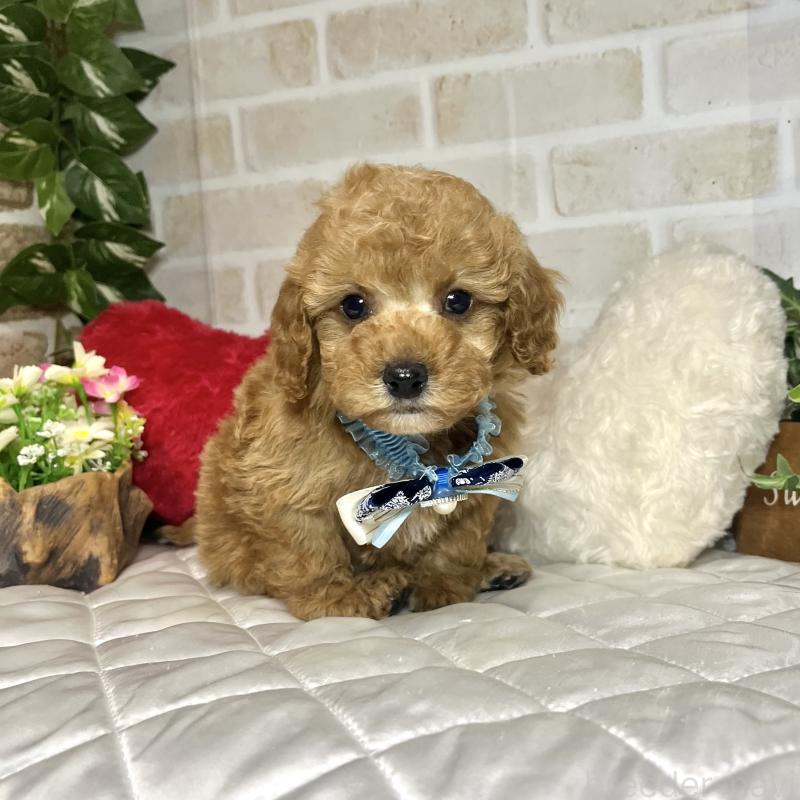 成約済の愛知県のトイプードル-435234の8枚目