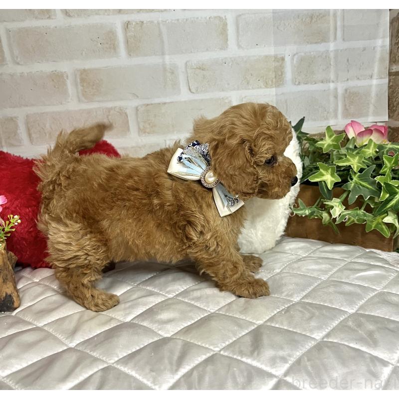 成約済の愛知県のトイプードル-435234の7枚目