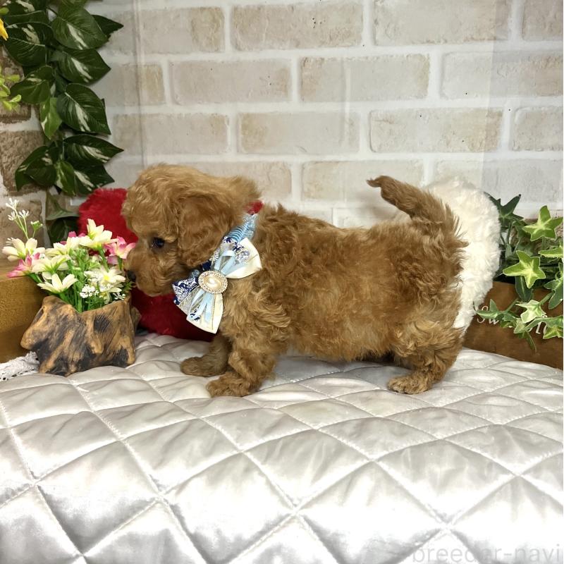 成約済の愛知県のトイプードル-435234の6枚目