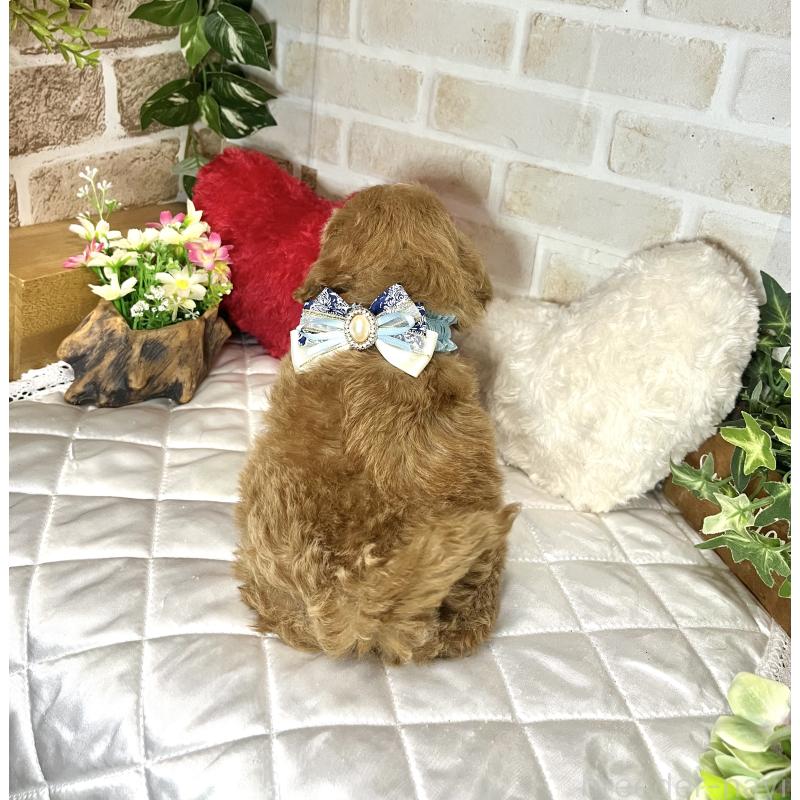 成約済の愛知県のトイプードル-435234の5枚目