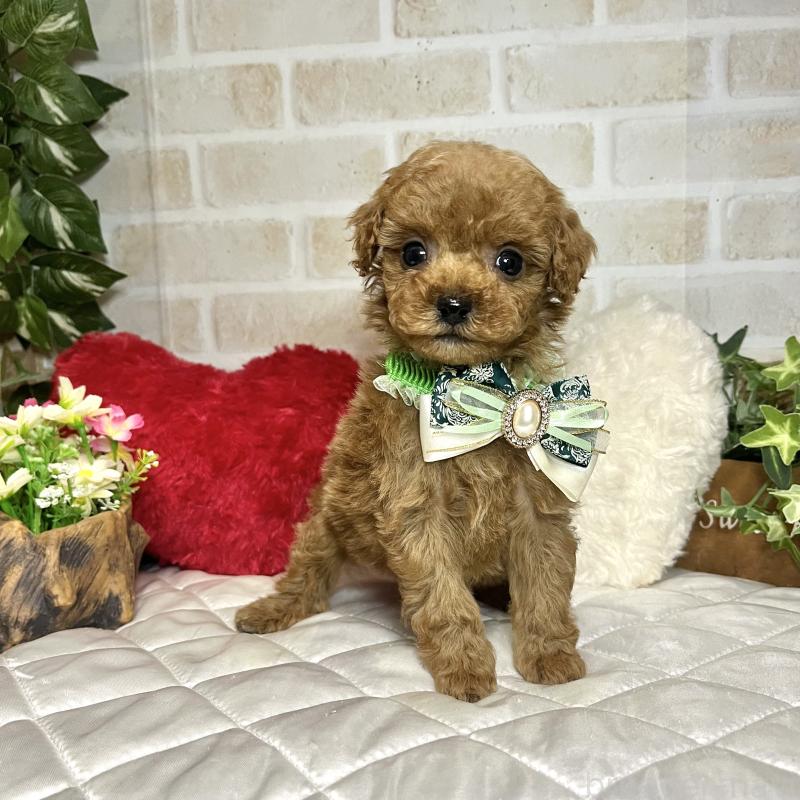 販売中の愛知県のトイプードル-435236