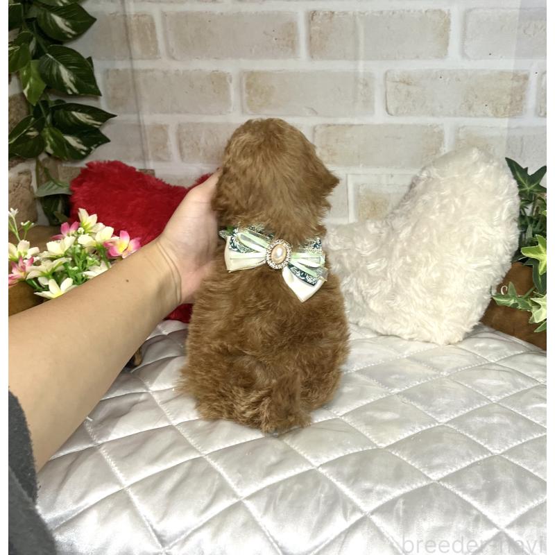 成約済の愛知県のトイプードル-435236の4枚目