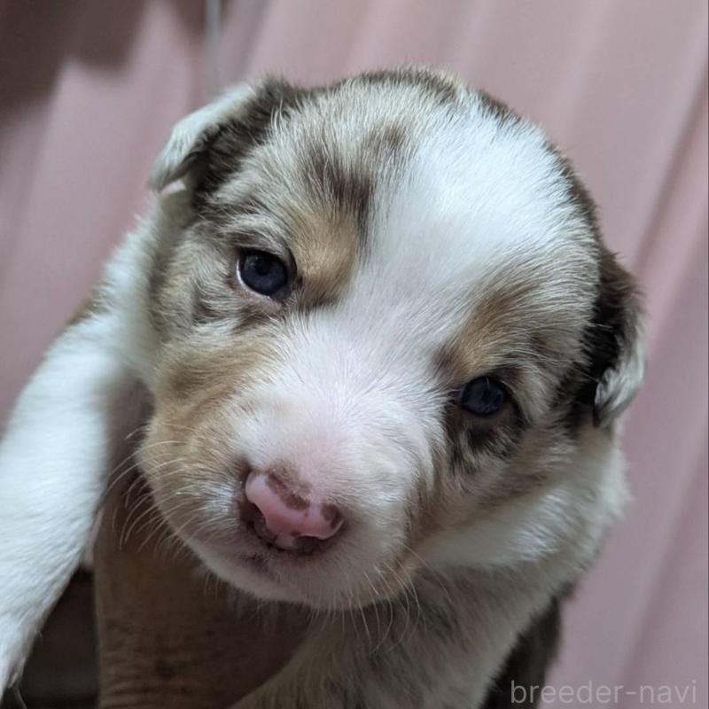 販売中の長崎県のボーダーコリー-438337