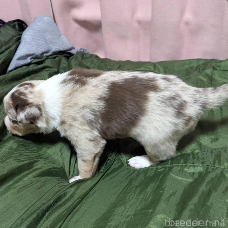 販売中の長崎県のボーダーコリー-438337の3枚目