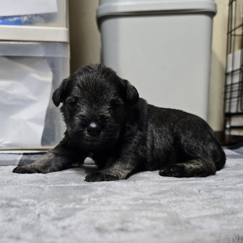 販売中の岡山県のミニチュアシュナウザー-438338の5枚目