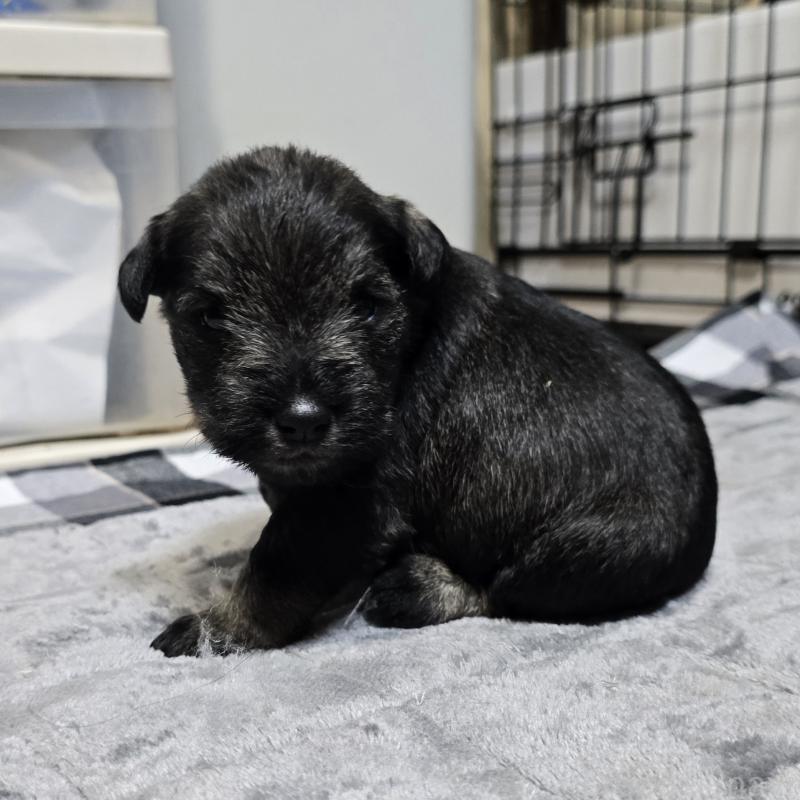 販売中の岡山県のミニチュアシュナウザー-438338の4枚目