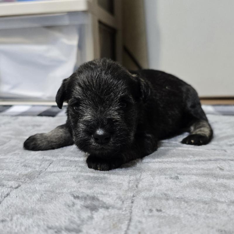 販売中の岡山県のミニチュアシュナウザー-438338の3枚目