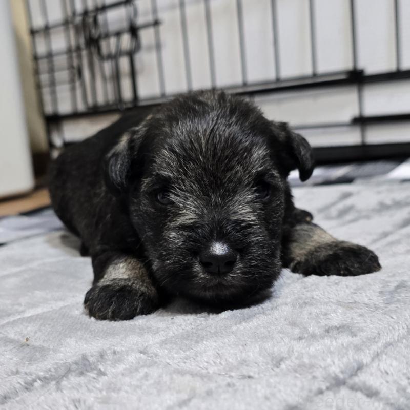 販売中の岡山県のミニチュアシュナウザー-438338の2枚目