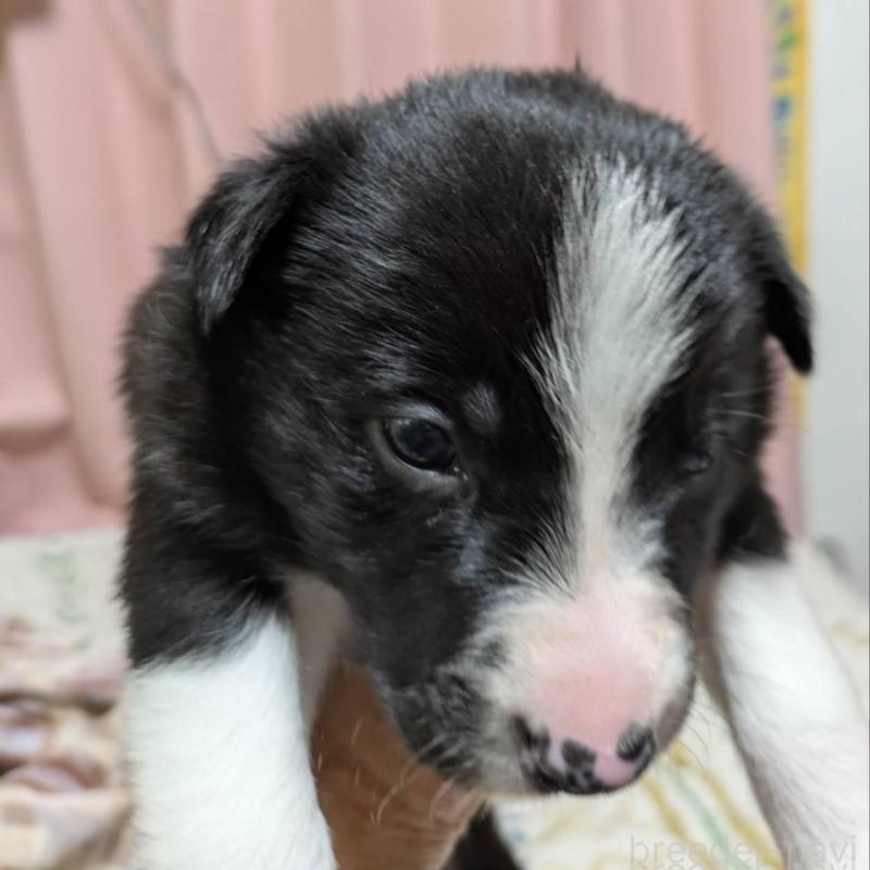 販売中の長崎県のボーダーコリー-438339の4枚目