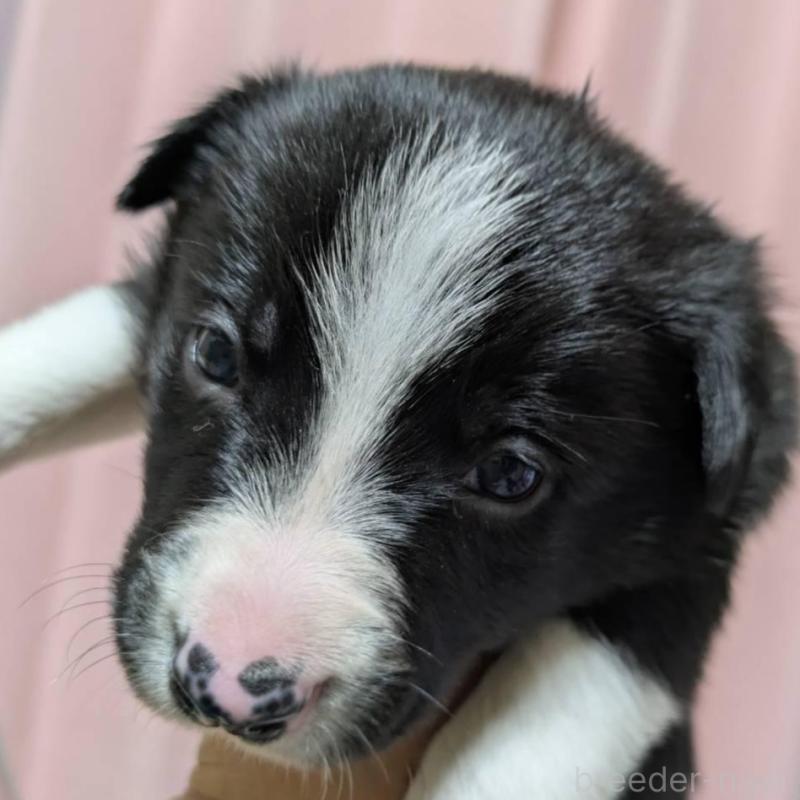 販売中の長崎県のボーダーコリー-438339の3枚目