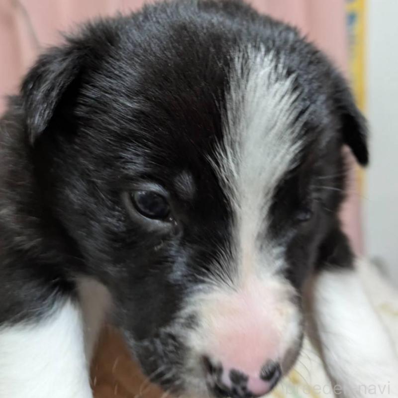 販売中の長崎県のボーダーコリー-438339の2枚目