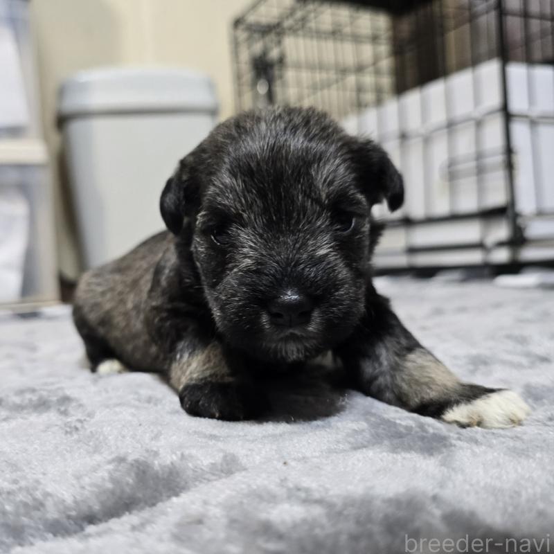 販売中の岡山県のミニチュアシュナウザー-438340の1枚目