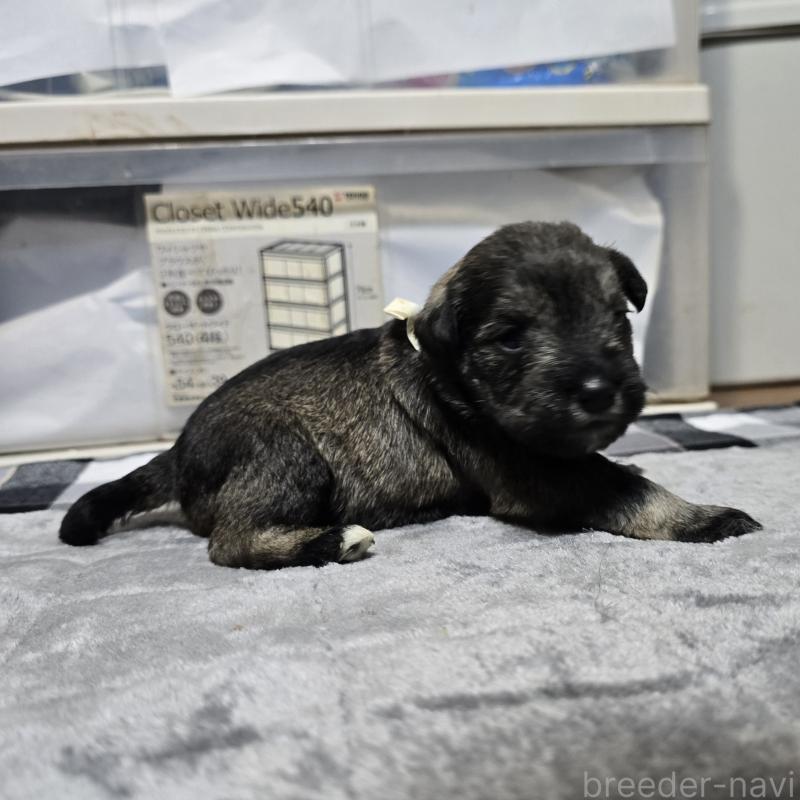 販売中の岡山県のミニチュアシュナウザー-438340の4枚目