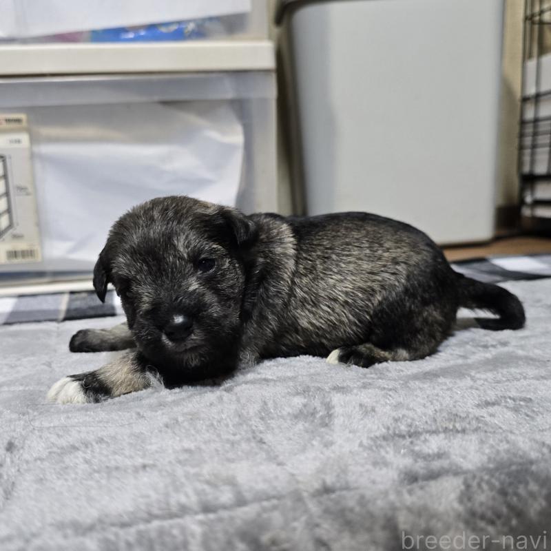 販売中の岡山県のミニチュアシュナウザー-438340の3枚目