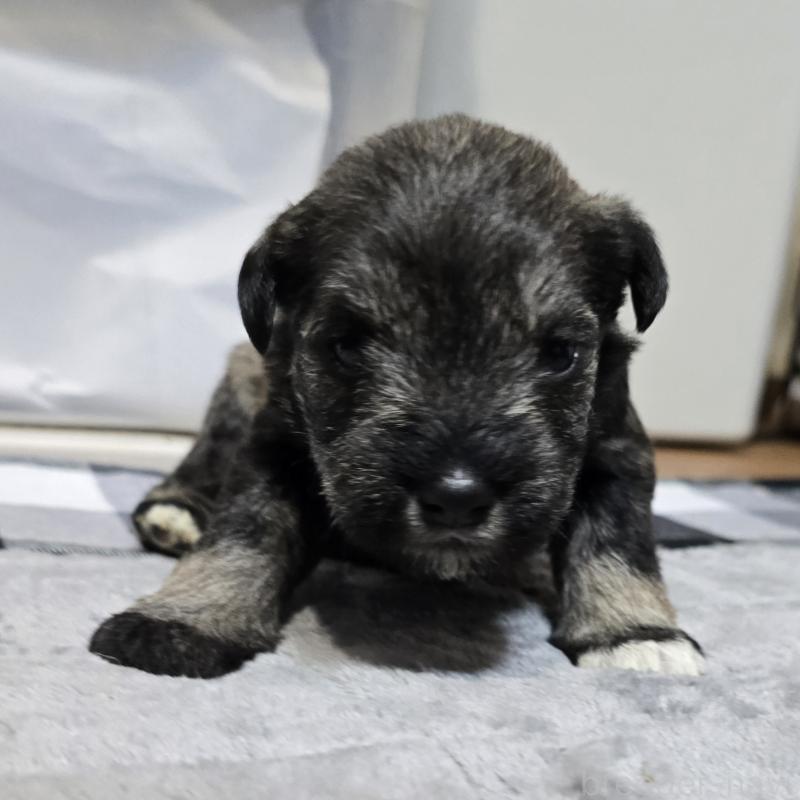 販売中の岡山県のミニチュアシュナウザー-438340の2枚目