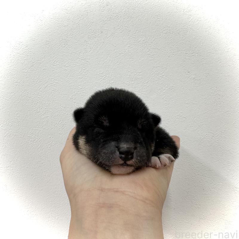 販売中の愛知県の柴犬-438341の8枚目