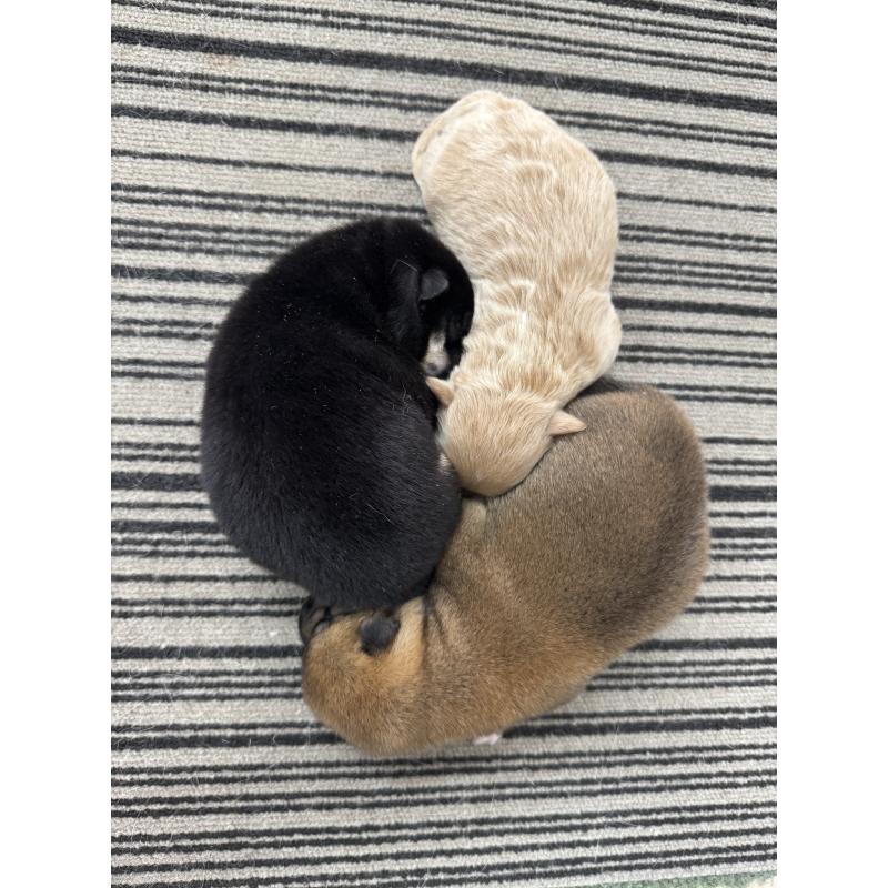 販売中の愛知県の柴犬-438341の7枚目