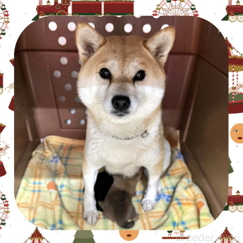 販売中の愛知県の柴犬-438341の6枚目