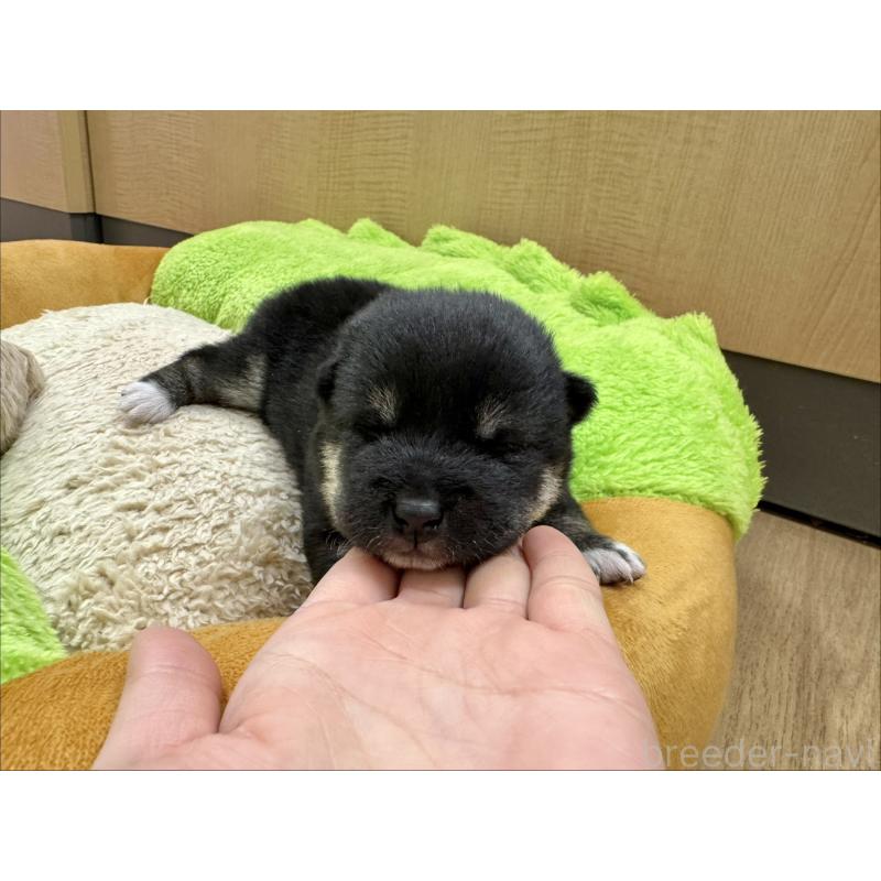 販売中の愛知県の柴犬-438341の5枚目