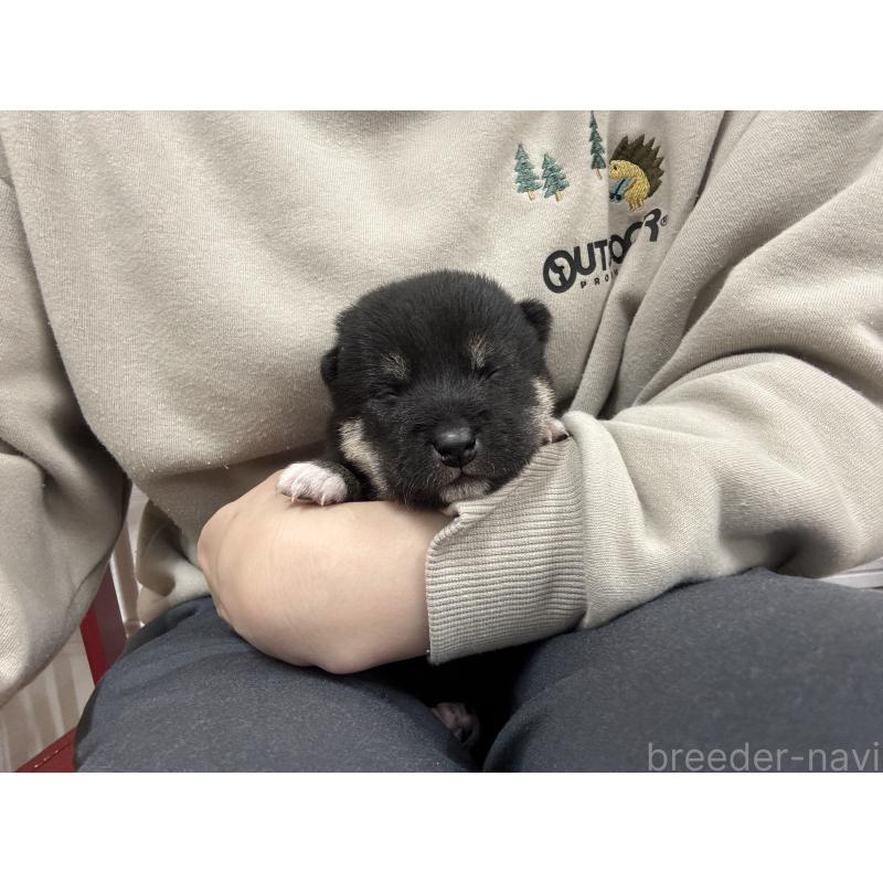 販売中の愛知県の柴犬-438341の4枚目