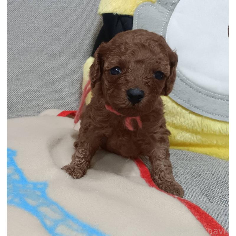 販売中の奈良県のトイプードル-438342の3枚目