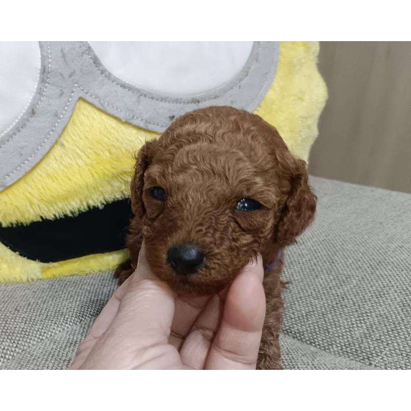 販売中の奈良県のトイプードル-438343の3枚目