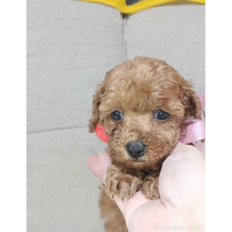 販売中の奈良県のトイプードル-438346の2枚目