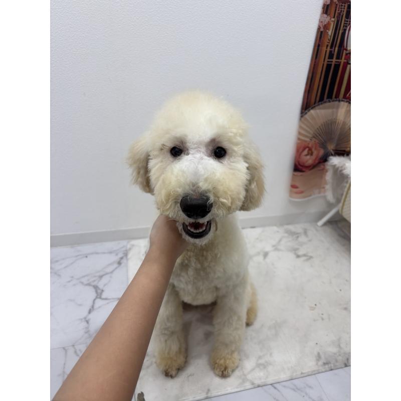 販売中の千葉県のスタンダードプードル-411068の4枚目