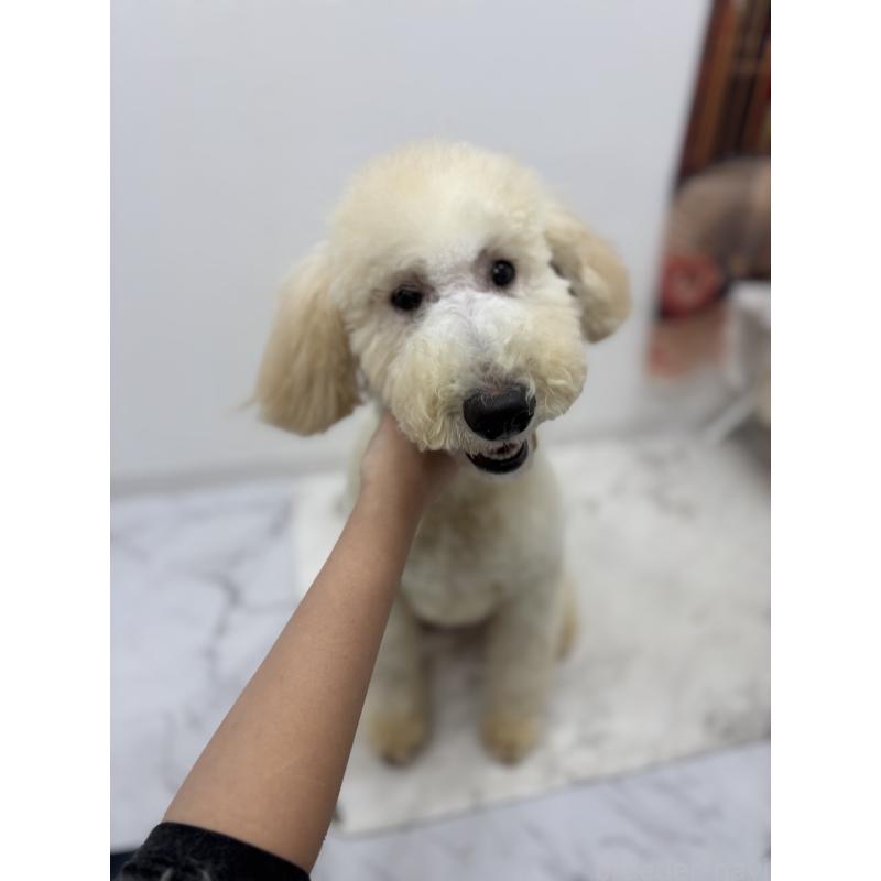 販売中の千葉県のスタンダードプードル-411068の3枚目
