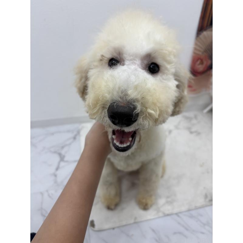 販売中の千葉県のスタンダードプードル-411068の2枚目