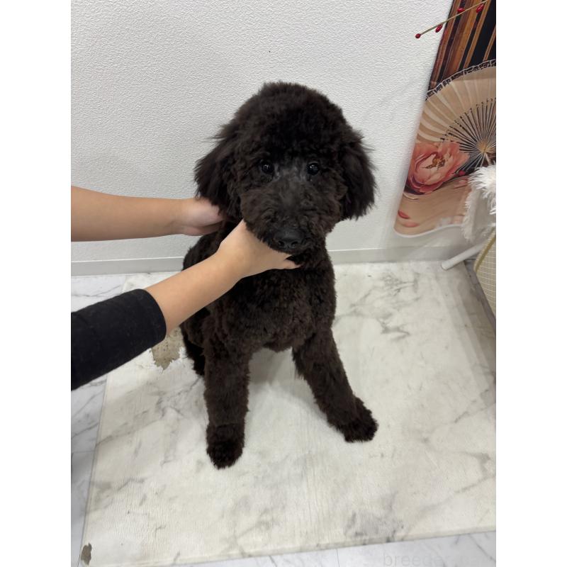 成約済の千葉県のスタンダードプードル-407914の5枚目