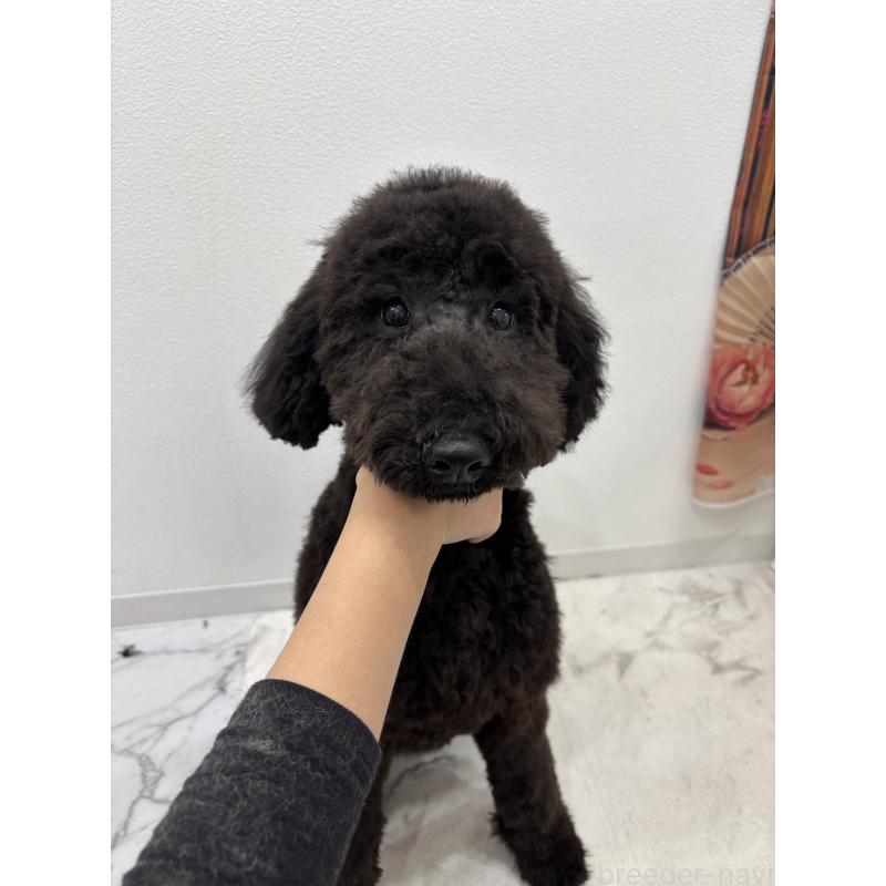 販売中の千葉県のスタンダードプードル-411061の4枚目