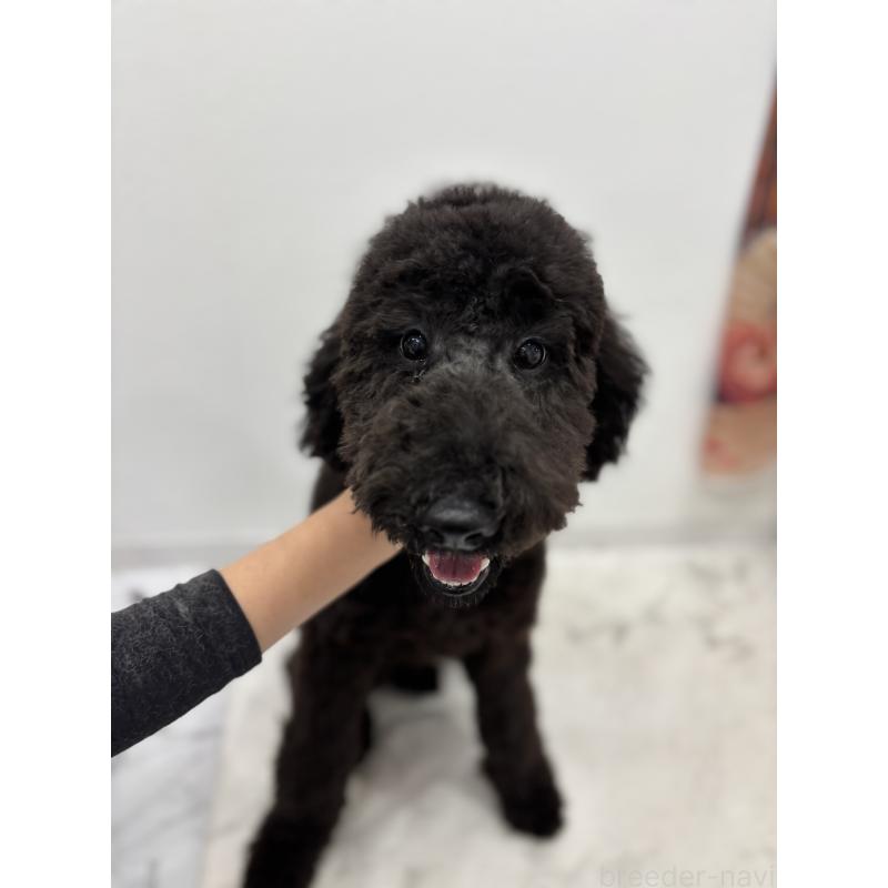 販売中の千葉県のスタンダードプードル-411061の3枚目