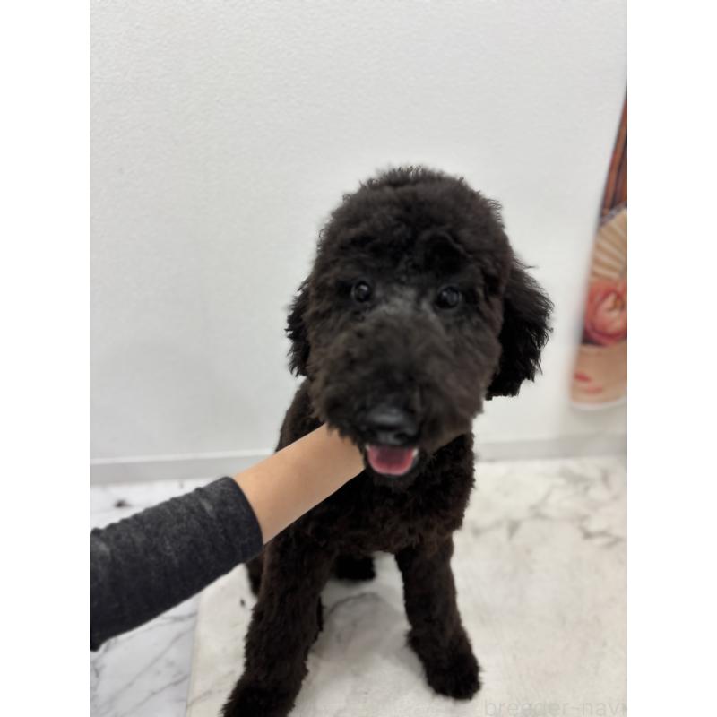 販売中の千葉県のスタンダードプードル-411061の2枚目