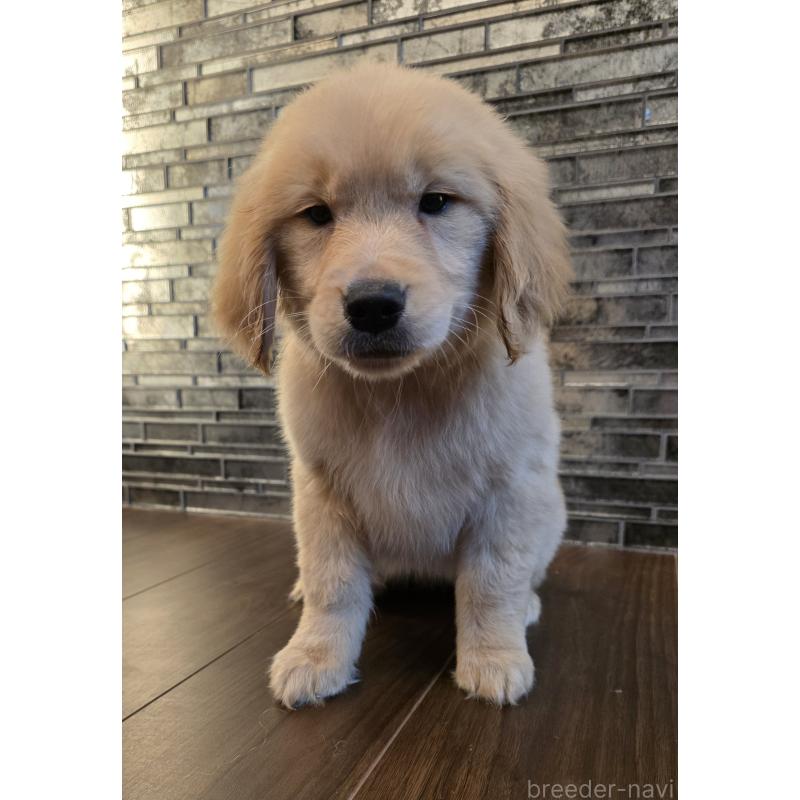 販売中の千葉県のゴールデンレトリーバー-438092の3枚目